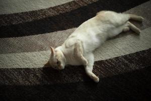 Katze auf Teppich. Katze zu Hause. Haustier in der Wohnung. weiße Wolle und Teppich. foto
