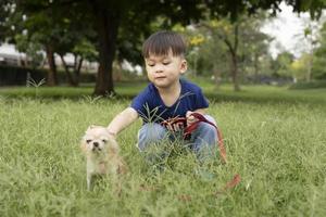 junge und braune chihuahua auf dem rasen im park, niedliche haustierkinder und hunde. Haustier bester Freund foto