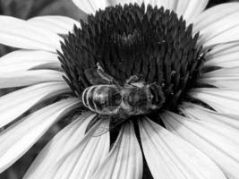 geflügelte Biene fliegt langsam zur Pflanze, sammelt Nektar für Honig foto