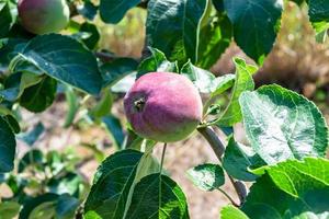 Fotografie zum Thema schöne Frucht Zweig Apfelbaum foto