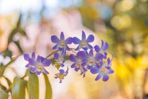 Lila rosafarbene Orchideenblumen blühen auf blauem Blatt, Naturhintergrund, Blumenform, getönter Prozess. Traumblumenromantik, Sommergarten im Freien, tropischer Wald und Blumen. Nahaufnahme blühende Blütenblätter foto