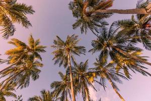 majestätische tropische palmen mit buntem bokeh-sonnenlicht auf sonnenuntergangshimmelwolkenzusammenfassungshintergrund. idyllischer tropischer wald, reisehintergrundschablone des naturtourismus, exotische pflanzen foto