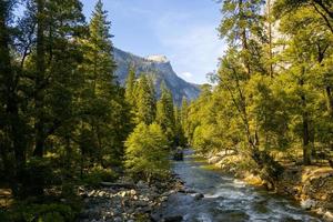 Fluss fließt durch Wald foto