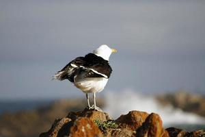 Möwe auf den Felsen foto