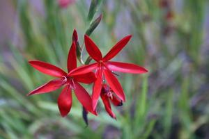 leuchtend rote Blüten foto