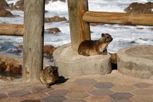 Dachs in Südafrika foto