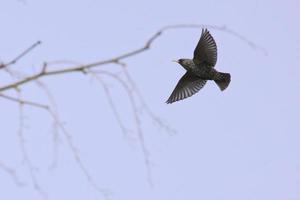 gewöhnlicher Star, der tagsüber fliegt foto