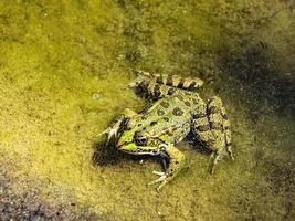 Grüner Frosch aus nächster Nähe im schlammigen Wasser des Teiches. Pelophylax esculentus. Amphibie foto