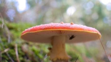 Fliegenpilz, verschwommen und verträumt, im Gras im Wald. giftiger Pilz. foto