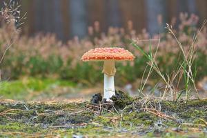 Giftpilz am Fuße eines Nadelwaldes im Wald. giftiger Pilz foto