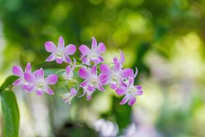 orchideenblüten auf verschwommenem tropischem üppigem laub. Phalaenopsis-Orchideengewächse. Orchideenblume für Postkartenschönheits- und Landwirtschaftsdesign. schöner sommergarten in voller blüte