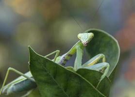 Gottesanbeterin auf der Suche nach Nahrung foto