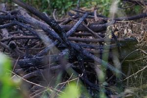 verbranntes Holz und Holzverbrennung verursacht Waldbrände und verursacht einen Treibhauseffekt. foto