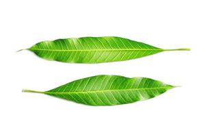 grüne Blätter auf weißem Hintergrund foto