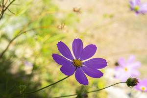 hintergrund mit lila, rosa, roten, kosmosblumen im garten. foto