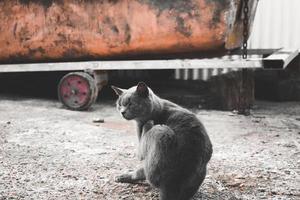 streunendes Katzenporträt foto
