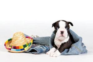 Porträt eines süßen Boston-Terrier-Welpen, der einen Western-Cowboy-Hut und einen Jeans-Anzug trägt, isoliert auf grauem Hintergrund. foto