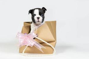 Ein lustiger Boston-Terrier-Welpe schaut aus einer Tasche auf grauem Hintergrund. das konzept von geschenken und umweltfreundlichen verpackungen. foto