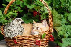 Ein britisches rothaariges Kurzhaarkätzchen sitzt in einem Korb aus einer Weinrebe mit einem Wachtelvogel auf dem Hintergrund eines Johannisbeerstrauchs mit Beeren. foto