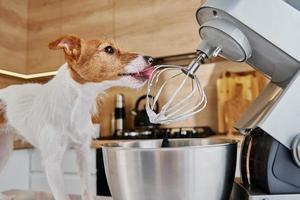 Hund lecken elektrischen Küchenmixer Schneebesen foto