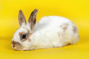 weißes Kaninchen mit braunen Ohren auf gelbem Hintergrund. Haustier, Haustier. konzept frühling, ostern. foto