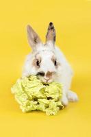 Weißes Kaninchen mit braunen Ohren, das Kohl auf gelbem Hintergrund isst. Haustier, Haustier. Exemplar. foto