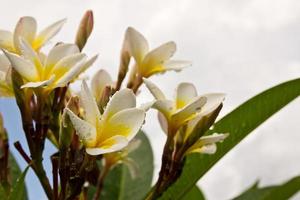 lan thom weiße Blumen1 foto