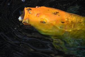 Orangefarbene Koi-Fische, die an die Oberfläche kommen foto