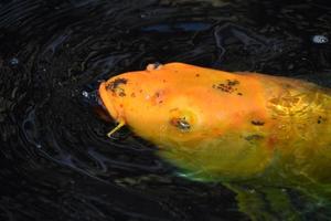 leuchtend orangefarbener Koi-Karpfen, der in einem Teich schwimmt foto