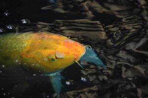 Orangefarbener Koi-Fisch, der in einem japanischen Fischteich schwimmt foto