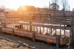 Bauernhof, Ziegen fressen Heu an einem sonnigen Tag foto