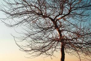 Äste ohne Blätter eines anmutigen Baumes vor dem Hintergrund eines blauen Sonnenunterganghimmels. foto