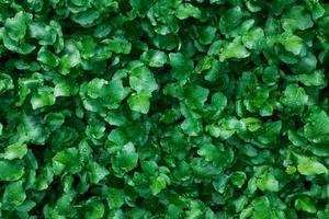 ein Teppich aus saftigen, jungen grünen Pflanzen. als Vollbild foto