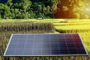 Landwirte verwenden Sonnenkollektoren, um Strom in einer Scheune zu erzeugen, die von schwarzen Klebreisfeldern umgeben ist. mit weißen Klebreisfeldern. weicher und selektiver Fokus. foto