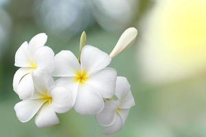 Plumeria, weiß. allgemein bekannt als Plumeria, Frangipani, Tempelbaum. Die Blüten duften und sind Heilkräuter, die in Kombination mit Betelnuss verwendet werden. es wird als Mittel gegen Fieber und Malaria verwendet foto