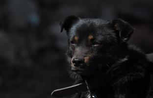 schwarzer Mischlingshund, der unter Lebensbedingungen in der Nähe ihres Standes an eine Kette gekettet ist, und Futternäpfe, die in die Kamera schauen. Hof junger Hund an einer Kette. natürliche ländliche Szene. foto