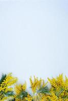 Grenze von gelben Mimosenblumen auf blauem Hintergrund mit Kopienraum. Feiertagskarte Ostern, 8. März, Geburtstag foto