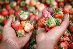 frische Erdbeeren in den Händen foto