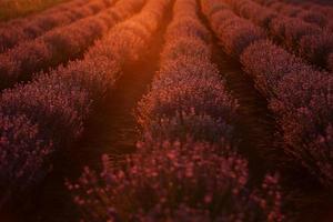 nahaufnahme von büschen lavendel blühenden duftenden feldern bei sonnenuntergang. lavendel lila aromatische blumen auf lavendelfeldern der französischen provence in der nähe von paris. foto