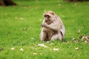 Makaken auf dem Gras. kleiner beliebter Affe. Affe im Zoo auf dem Gras. foto