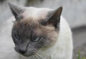 Graue und cremefarbene kurzhaarige siamesische Katze mit blauen Augen foto
