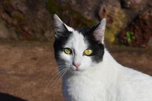 Wunderschöne getigerte Katze mit scharfen Augen und einem süßen Gesicht foto