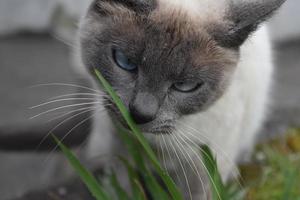schönes cremefarbenes und graues Kätzchen mit blauen Augen foto