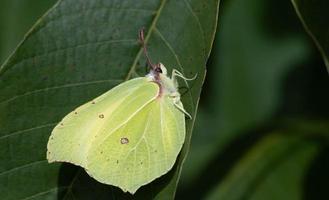 Nahaufnahme eines gelben Schmetterlings, ein Zitronenfalter, der auf einem grünen Blatt sitzt, in der Natur. foto