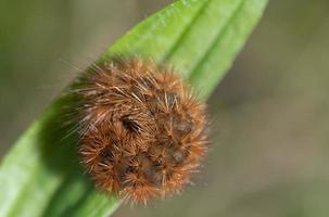 Nahaufnahme einer haarigen Raupe, die sich auf einem grünen Blatt zusammenrollt foto