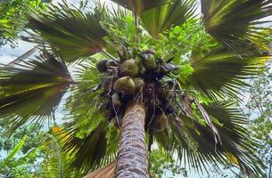 Schöne Palmen am weißen Sandstrand auf den paradiesischen Inseln der Seychellen foto
