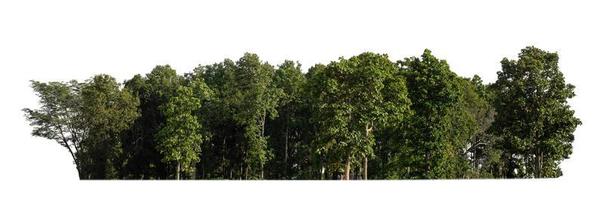 Wald und Laub im Sommer isoliert auf weißem Hintergrund foto