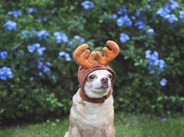 brauner Kurzhaar-Chihuahua-Hund mit Rentierhornhut, sitzend auf grünem Gras im Garten mit violetten Blumen, Kopienraum. weihnachts- und neujahrsfeier. foto