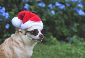 brauner chihuahua-hund mit sonnenbrille und weihnachtsmann-hut, der auf grünem gras im garten mit lila blumenhintergrund sitzt, kopierraum, wegschauend.. weihnachts- und neujahrsfeier. foto