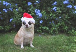 Brauner Chihuahua-Hund mit Sonnenbrille und Weihnachtsmann-Hut sitzt auf grünem Gras im Garten mit violettem Blumenhintergrund, Kopierraum, Blick in die Kamera. weihnachts- und neujahrsfeier. foto